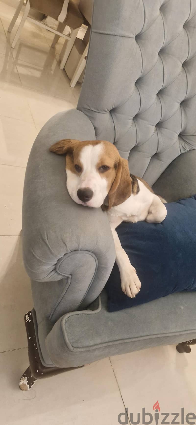 Male beagle 2