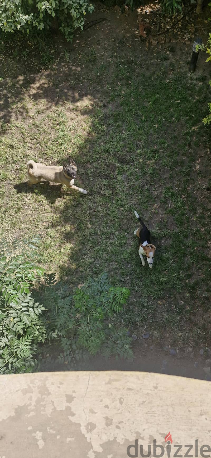 Male beagle 3