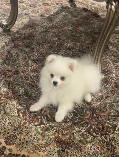 بومرينيان  Pomeranian puppy