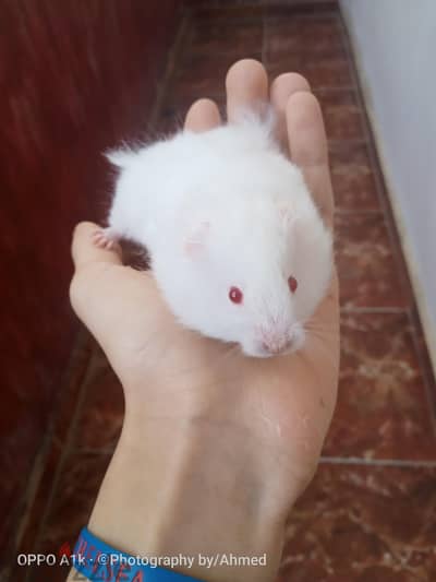 Golden hamster تفتح باب شراء الهامستر سوري