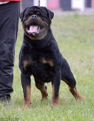 last two male!best rottweiler puppies in egypt Samson fusadjo ofspring