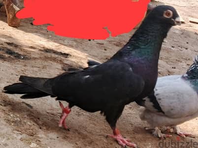 حمام للبيع