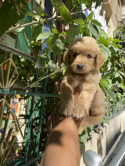 جولدن رتريفر golden retriever