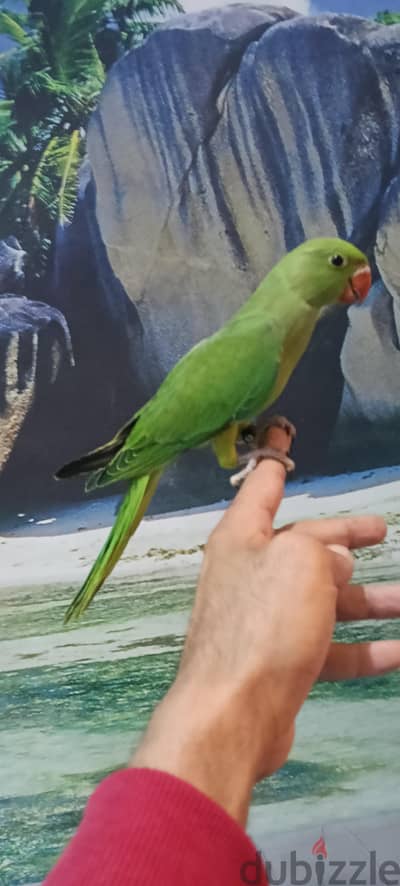 زغلول دره هندي مفطوم