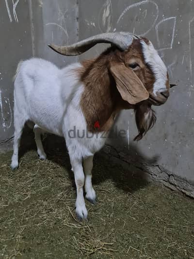 دكر بور  دم مميز اضحيه او انيه