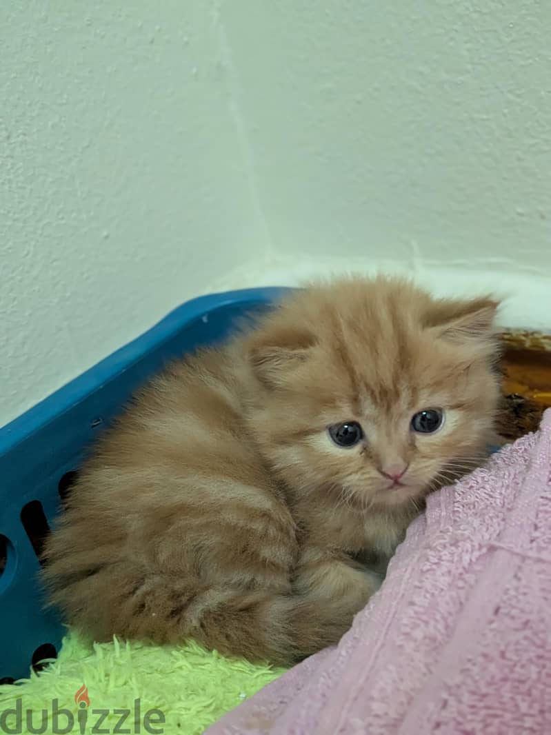 new born 7