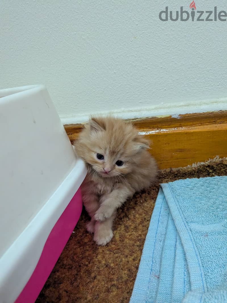 new born 8