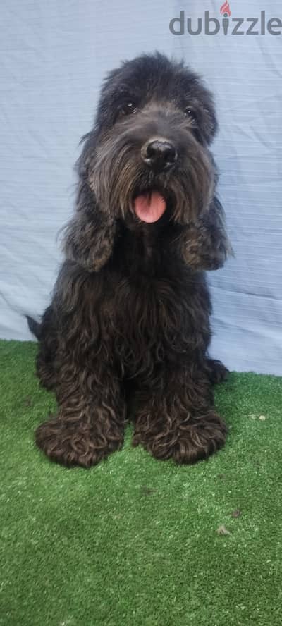 female cockapoo cockapoo 12 months