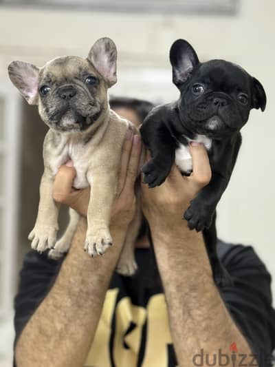 فرنش بولدوج French bulldog puppy