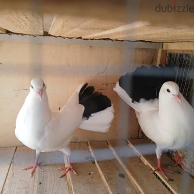 زغلولين هزاز ديول ٣٥٠