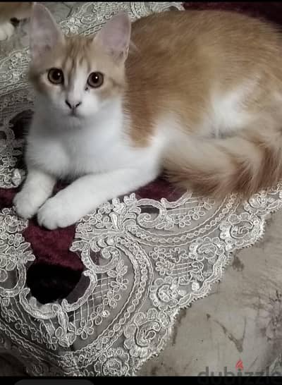 كرنفال العصافرة قبلى