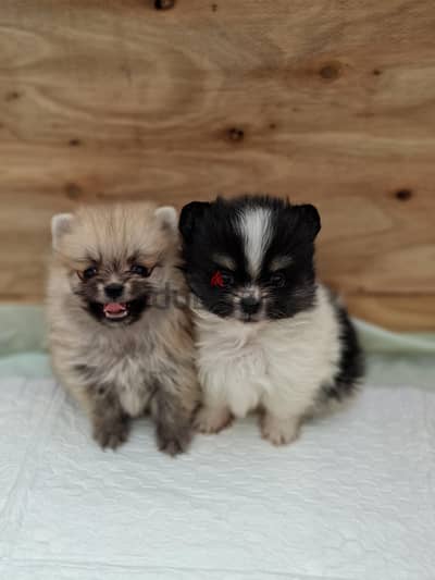 pomeranian puppy