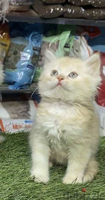 مدينه بدر