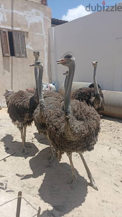 الاسكندريه