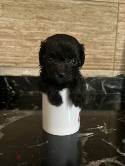 Cute Purebred Poddle Puppies for Sale