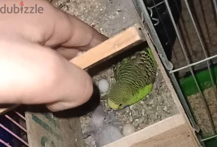 جوز استرالي شغال
