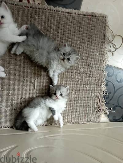 هاف بيكي بيور