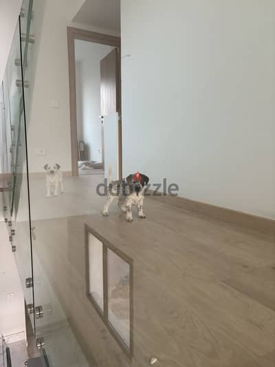 Dalmatian puppies for sale