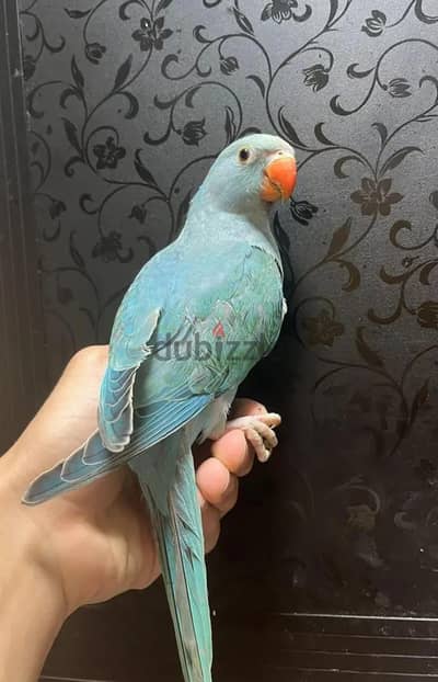 فرخ دره تركواز