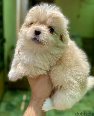 Mini havanese ميني هافنيز