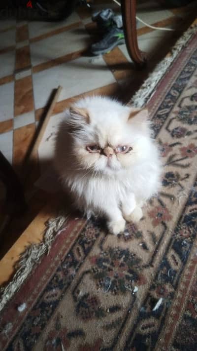 هيمالايا زورار