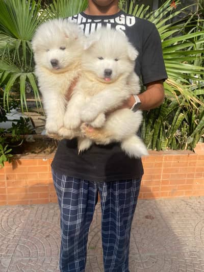 Samoyed puppy’s