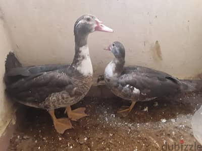 بطتين بلدي