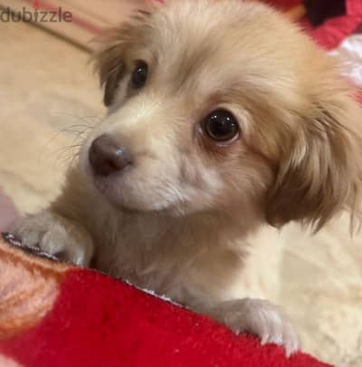 للبيع German Spitz mix