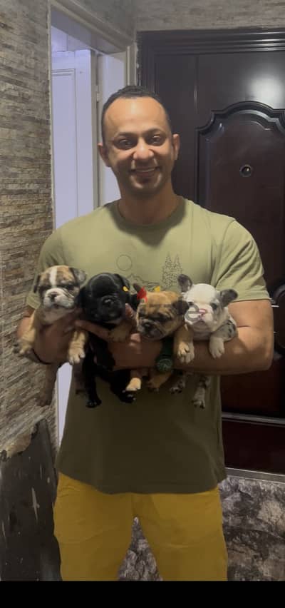 Puppies french bulldog high  quality