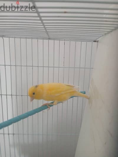 سيدى بشر