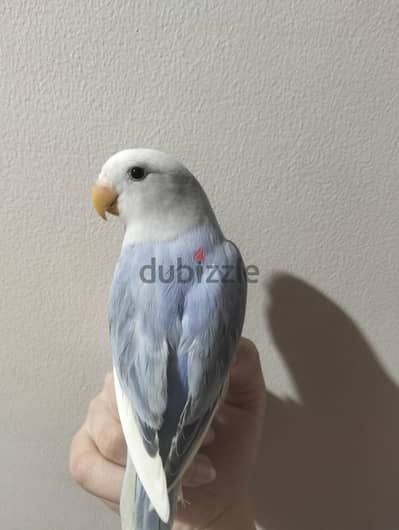 روز متدرب