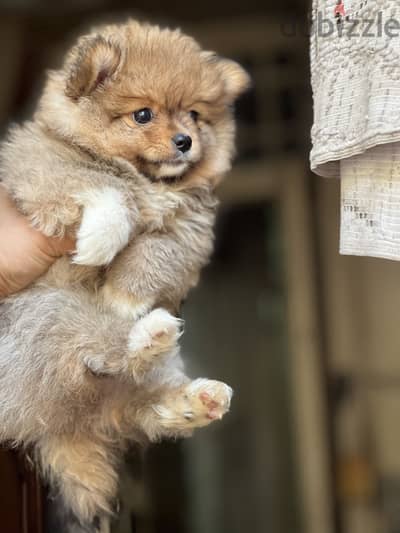 Pomeranian puppy vaccinated بومارنين مطعمه بالشهاده