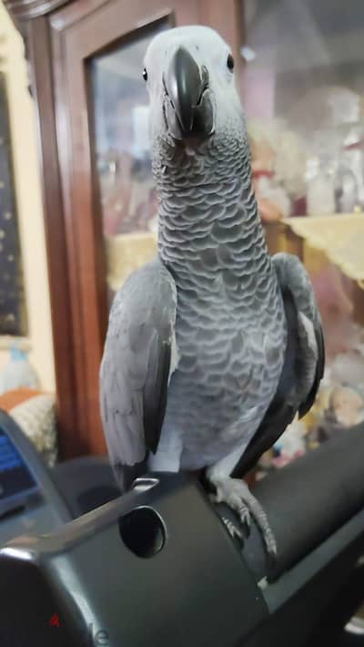 ببغاء زنجبارى تفريخ مصرى