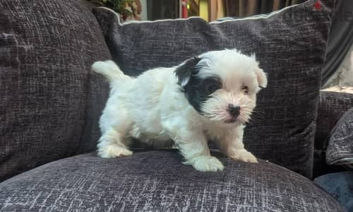 Mini havaneese puppies