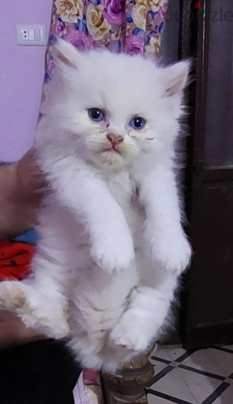 طهطا سوهاج 1