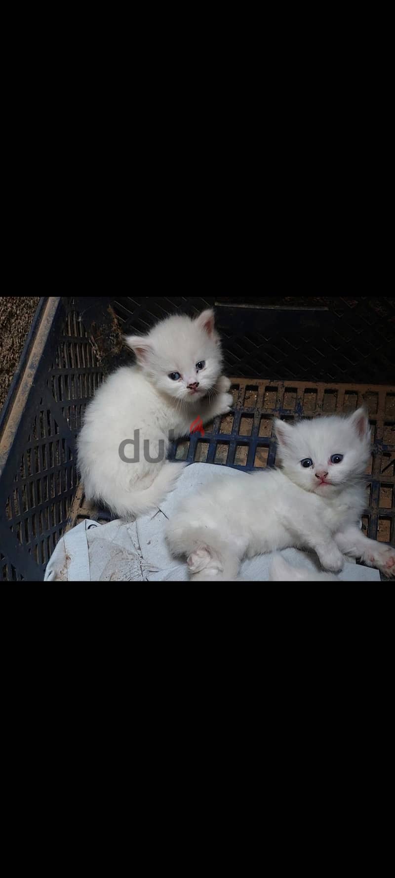 طهطا سوهاج 3
