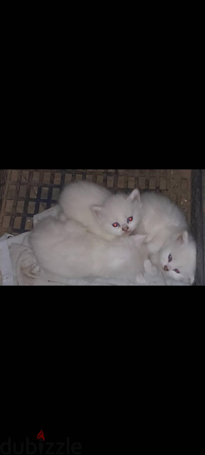 طهطا سوهاج 4