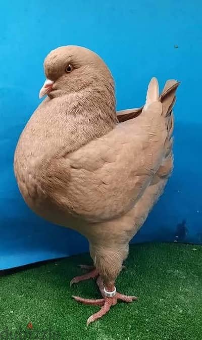مطلوب دكر كينج