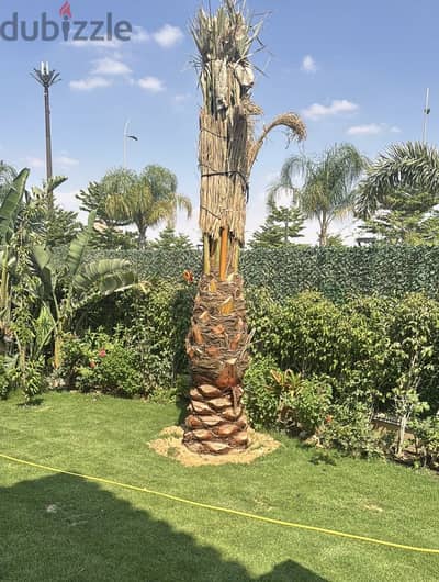 نخلة برحي