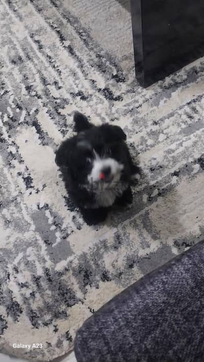 havanese