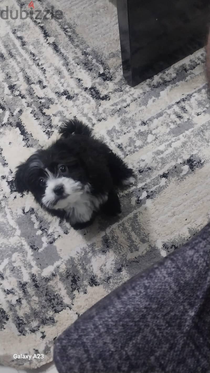 havanese 1