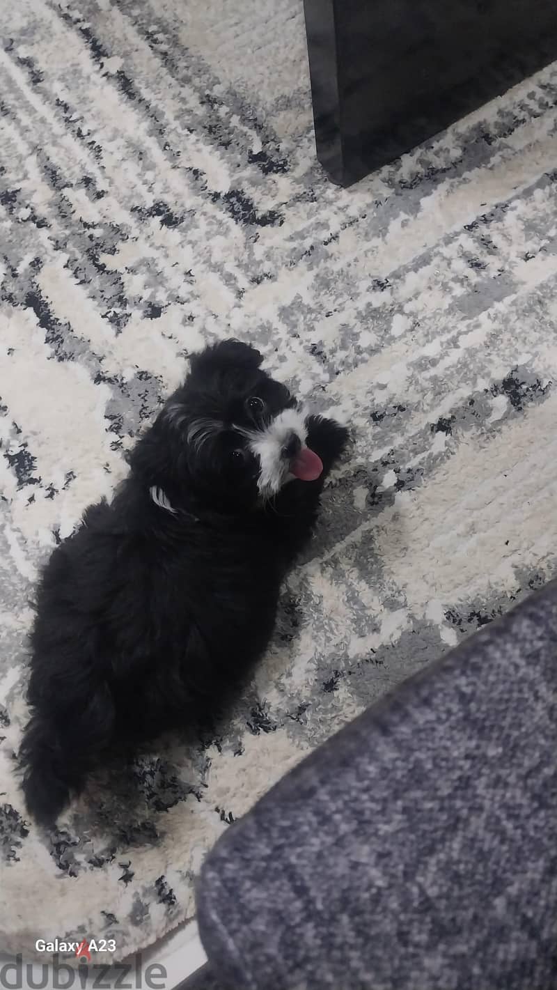 havanese 2