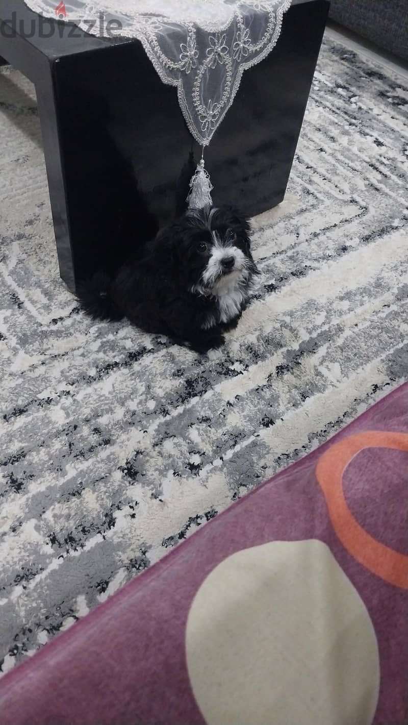 havanese 3