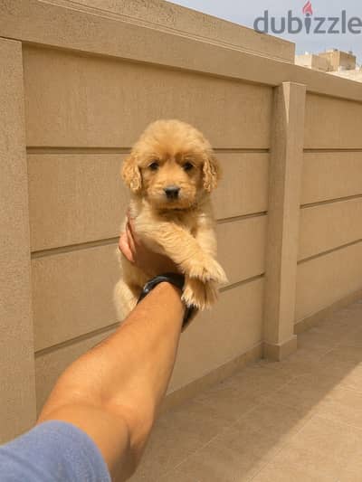 Golden puppy