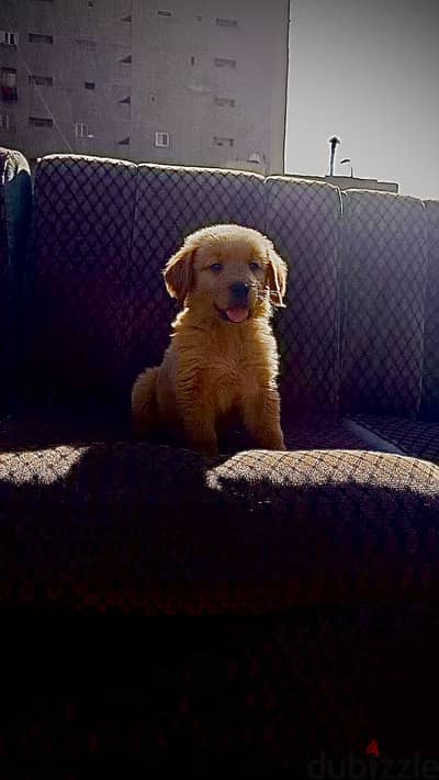 Pure Golden Retriever