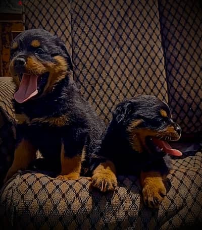 Original Rottweiler