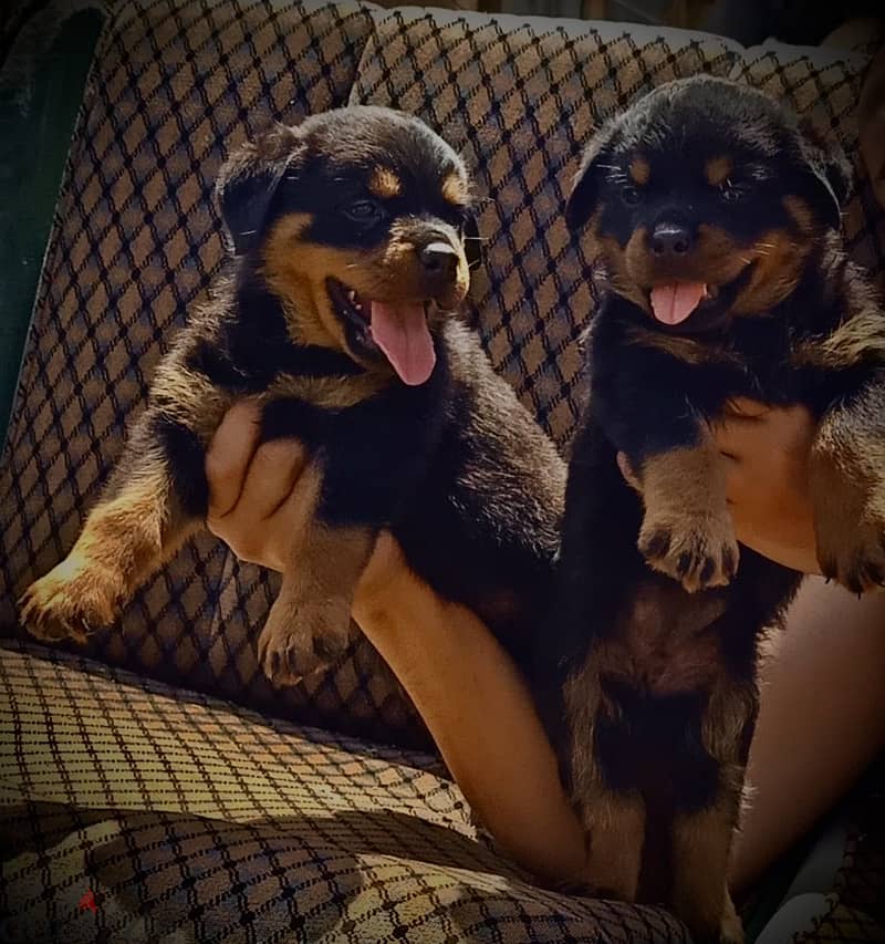 Original Rottweiler 1