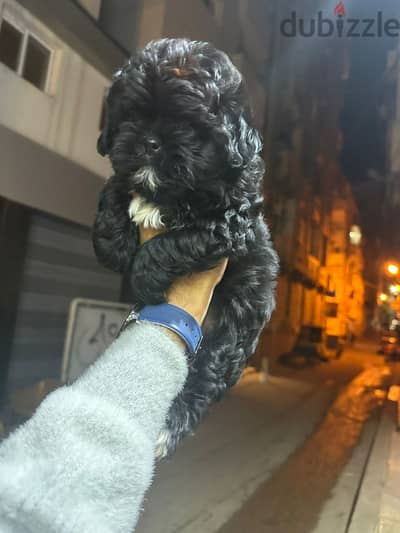 Havapoo Puppies (Havanese × Poodle)