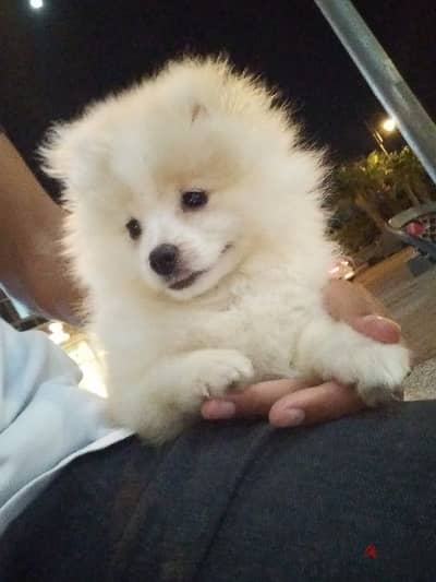 بوميرنيان pomeranian