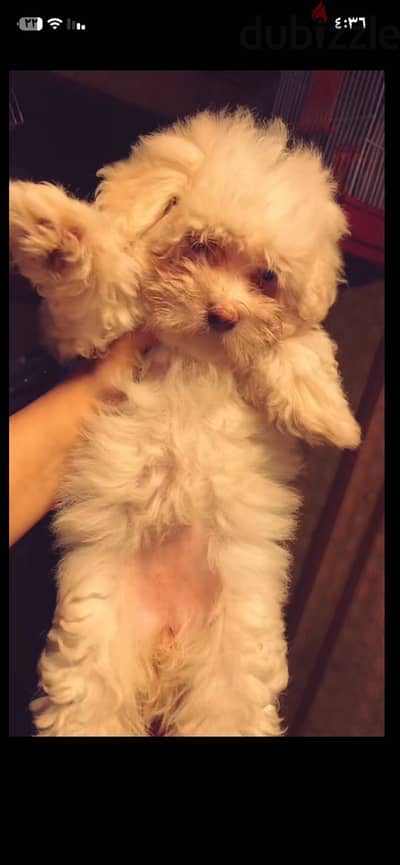Griffon × Havanese Mix for Sale